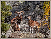 MOUFLONS